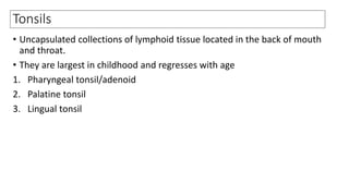 Tonsils
• Uncapsulated collections of lymphoid tissue located in the back of mouth
and throat.
• They are largest in childhood and regresses with age
1. Pharyngeal tonsil/adenoid
2. Palatine tonsil
3. Lingual tonsil
 