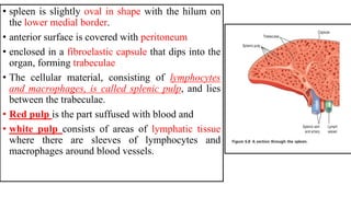 • spleen is slightly oval in shape with the hilum on
the lower medial border.
• anterior surface is covered with peritoneum
• enclosed in a fibroelastic capsule that dips into the
organ, forming trabeculae
• The cellular material, consisting of lymphocytes
and macrophages, is called splenic pulp, and lies
between the trabeculae.
• Red pulp is the part suffused with blood and
• white pulp consists of areas of lymphatic tissue
where there are sleeves of lymphocytes and
macrophages around blood vessels.
 