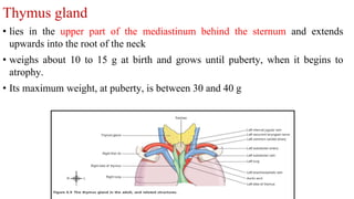 Thymus gland
• lies in the upper part of the mediastinum behind the sternum and extends
upwards into the root of the neck
• weighs about 10 to 15 g at birth and grows until puberty, when it begins to
atrophy.
• Its maximum weight, at puberty, is between 30 and 40 g
 