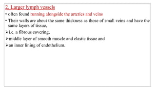 2. Larger lymph vessels
• often found running alongside the arteries and veins
• Their walls are about the same thickness as those of small veins and have the
same layers of tissue,
i.e. a fibrous covering,
middle layer of smooth muscle and elastic tissue and
an inner lining of endothelium.
 