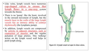 • Like veins, lymph vessels have numerous
cup-shaped valves to ensure that
lymph flows in a one-way system
towards the thorax.
• There is no 'pump', like the heart, involved
in the onward movement of lymph, but the
muscle layer in the walls of the large lymph
vessels has an intrinsic ability to contract
rhythmically (the lymphatic pump).
• In addition, lymph vessels are compressed
by activity in adjacent structures, such as
contraction of muscles and the regular
pulsation of large arteries. This 'milking'
action on the lymph vessel wall helps to
push lymph along.
 