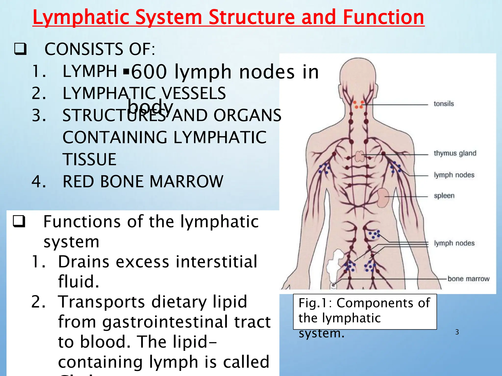 Lymphatic System anatomy and physiology ppt | PPTX