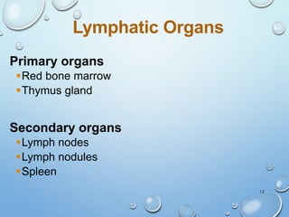 12
Lymphatic Organs
Primary organs
Red bone marrow
Thymus gland
Secondary organs
Lymph nodes
Lymph nodules
Spleen
 