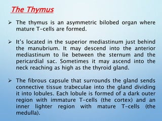 The Thymus
 The thymus is an asymmetric bilobed organ where
mature T-cells are formed.
 It’s located in the superior mediastinum just behind
the manubrium. It may descend into the anterior
mediastinum to lie between the sternum and the
pericardial sac. Sometimes it may ascend into the
neck reaching as high as the thyroid gland.
 The fibrous capsule that surrounds the gland sends
connective tissue trabeculae into the gland dividing
it into lobules. Each lobule is formed of a dark outer
region with immature T-cells (the cortex) and an
inner lighter region with mature T-cells (the
medulla).
14
 