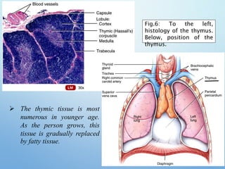  The thymic tissue is most
numerous in younger age.
As the person grows, this
tissue is gradually replaced
by fatty tissue.
15
Fig.6: To the left,
histology of the thymus.
Below, position of the
thymus.
 