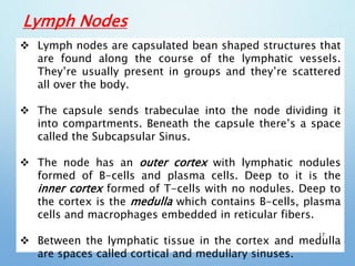 Lymph Nodes
 Lymph nodes are capsulated bean shaped structures that
are found along the course of the lymphatic vessels.
They’re usually present in groups and they’re scattered
all over the body.
 The capsule sends trabeculae into the node dividing it
into compartments. Beneath the capsule there’s a space
called the Subcapsular Sinus.
 The node has an outer cortex with lymphatic nodules
formed of B-cells and plasma cells. Deep to it is the
inner cortex formed of T-cells with no nodules. Deep to
the cortex is the medulla which contains B-cells, plasma
cells and macrophages embedded in reticular fibers.
 Between the lymphatic tissue in the cortex and medulla
are spaces called cortical and medullary sinuses.
17
 
