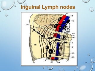 21
Inguinal Lymph nodes
 
