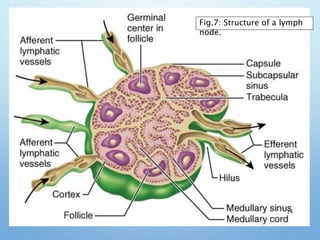 24
Fig.7: Structure of a lymph
node.
 