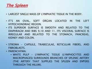 • LARGEST SINGLE MASS OF LYMPHATIC TISSUE IN THE BODY.
• IT’S AN OVAL, SOFT ORGAN LOCATED IN THE LEFT
HYPOCHONDRIAC REGION.
• ITS SUPERIOR SURFACE IS SMOOTH AND RELATED TO THE
DIAPHRAGM AND RIBS 9,10 AND 11. ITS VISCERAL SURFACE IS
IRREGULAR AND RELATED TO THE STOMACH, PANCREAS,
KIDNEY AND COLON.
• STROMA – CAPSULE, TRABECULAE, RETICULAR FIBERS, AND
FIBROBLASTS.
• PARENCHYMA:
• WHITE PULP – LYMPHATIC TISSUE (LYMPHOCYTES AND
MACROPHAGES) SURROUNDS BRANCHES OF SPLENIC ARTERY
(THE ARTERY THAT SUPPLIES THE SPLEEN AND ENTERS
THROUGH THE HILUM).
26
The Spleen
 