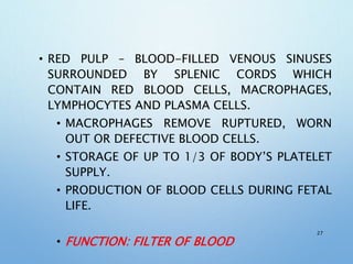 • RED PULP – BLOOD-FILLED VENOUS SINUSES
SURROUNDED BY SPLENIC CORDS WHICH
CONTAIN RED BLOOD CELLS, MACROPHAGES,
LYMPHOCYTES AND PLASMA CELLS.
• MACROPHAGES REMOVE RUPTURED, WORN
OUT OR DEFECTIVE BLOOD CELLS.
• STORAGE OF UP TO 1/3 OF BODY’S PLATELET
SUPPLY.
• PRODUCTION OF BLOOD CELLS DURING FETAL
LIFE.
• FUNCTION: FILTER OF BLOOD
27
 