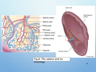 28
Fig.8: The spleen and its
histology.
 