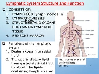  CONSISTS OF:
1. LYMPH
2. LYMPHATIC VESSELS
3. STRUCTURES AND ORGANS
CONTAINING LYMPHATIC
TISSUE
4. RED BONE MARROW
3
Lymphatic System Structure and Function
Fig.1: Components of
the lymphatic
system.
600 lymph nodes in
body
 Functions of the lymphatic
system
1. Drains excess interstitial
fluid.
2. Transports dietary lipid
from gastrointestinal tract
to blood. The lipid-
containing lymph is called
 