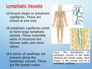 Lymphatic Vessels
7
 Vessels begin as lymphatic
capillaries. These are
closed at one end.
 Lymphatic capillaries unite
to form large lymphatic
vessels. These resemble
veins in structure but
thinner walls and more
valves.
 A series of swellings are
present along the
lymphatic vessels. These
are the lymph nodes.
Fig.3: The distribution of
lymphatic vessels in the body
showing the lymph nodes. Also
shown is the closed end of a
lymphatic capillary.
 