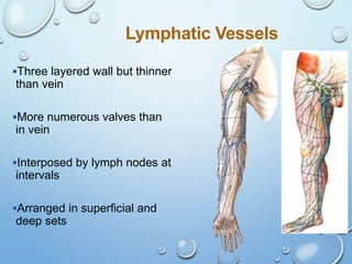 8
Lymphatic Vessels
Three layered wall but thinner
than vein
More numerous valves than
in vein
Interposed by lymph nodes at
intervals
Arranged in superficial and
deep sets
 