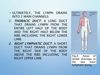 • ULTIMATELY, THE LYMPH DRAINS
INTO 2 MAIN CHANNELS:
1. THORACIC DUCT: A LONG DUCT
THAT DRAINS LYMPH FROM THE
ENTIRE LEFT HALF OF THE BODY
AND THE RIGHT HALF BELOW THE
RIBS INCLUDING THE RIGHT LOWER
LIMB.
2. RIGHT LYMPHATIC DUCT: A SHORT
DUCT THAT DRAINS LYMPH FROM
THE RIGHT SIDE OF THE BODY
ABOVE THE RIBS INCLUDING THE
RIGHT UPPER LIMB.
9
Fig.4: Areas of
lymph drainage to
the two main
lymphatic ducts.
 
