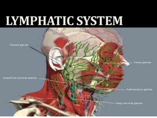 LYMPHATIC SYSTEM
By-
Dr Garima Sehgal
Lecturer
Department of Anatomy
KGMU
 