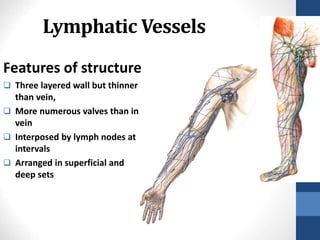 Lymphatic Vessels
Features of structure
 Three layered wall but thinner
than vein,
 More numerous valves than in
vein
 Interposed by lymph nodes at
intervals
 Arranged in superficial and
deep sets
24-
11
 