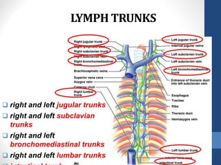 LYMPH TRUNKS
 right and left jugular trunks
 right and left subclavian
trunks
 right and left
bronchomediastinal trunks
 right and left lumbar trunks
 