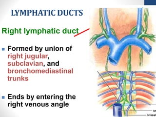 LYMPHATIC DUCTS
24-
13
Right lymphatic duct
 Formed by union of
right jugular,
subclavian, and
bronchomediastinal
trunks
 Ends by entering the
right venous angle
 