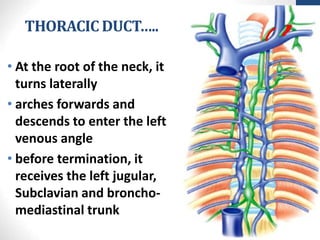 THORACIC DUCT…..
15
• At the root of the neck, it
turns laterally
• arches forwards and
descends to enter the left
venous angle
• before termination, it
receives the left jugular,
Subclavian and broncho-
mediastinal trunk
 