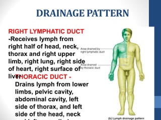 DRAINAGE PATTERN
THORACIC DUCT -
Drains lymph from lower
limbs, pelvic cavity,
abdominal cavity, left
side of thorax, and left
side of the head, neck
RIGHT LYMPHATIC DUCT
-Receives lymph from
right half of head, neck,
thorax and right upper
limb, right lung, right side
of heart, right surface of
liver
 