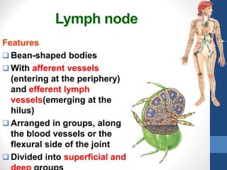 Lymph node
Features
 Bean-shaped bodies
 With afferent vessels
(entering at the periphery)
and efferent lymph
vessels(emerging at the
hilus)
 Arranged in groups, along
the blood vessels or the
flexural side of the joint
 Divided into superficial and
 