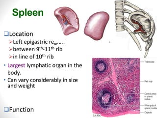 Spleen
22
Location
Left epigastric region
between 9th-11th rib
in line of 10th rib
• Largest lymphatic organ in the
body.
• Can vary considerably in size
and weight
Function
 