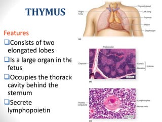THYMUS
23
Features
Consists of two
elongated lobes
Is a large organ in the
fetus
Occupies the thoracic
cavity behind the
sternum
Secrete
lymphopoietin
 