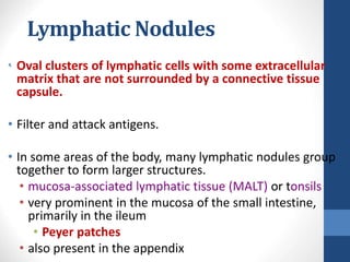 Lymphatic Nodules
• Oval clusters of lymphatic cells with some extracellular
matrix that are not surrounded by a connective tissue
capsule.
• Filter and attack antigens.
• In some areas of the body, many lymphatic nodules group
together to form larger structures.
• mucosa-associated lymphatic tissue (MALT) or tonsils
• very prominent in the mucosa of the small intestine,
primarily in the ileum
• Peyer patches
• also present in the appendix
24-
24
 