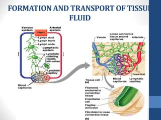 FORMATION AND TRANSPORT OF TISSUE
FLUID
 