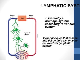 Essentially a
drainage system
accessory to venous
system
larger particles that escape
into tissue fluid can only be
removed via lymphatic
system
LYMPHATIC SYSTE
 