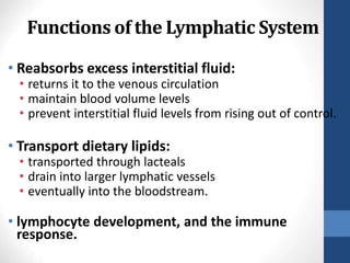 Functions of the Lymphatic System
• Reabsorbs excess interstitial fluid:
• returns it to the venous circulation
• maintain blood volume levels
• prevent interstitial fluid levels from rising out of control.
• Transport dietary lipids:
• transported through lacteals
• drain into larger lymphatic vessels
• eventually into the bloodstream.
• lymphocyte development, and the immune
response.
24-
5
 