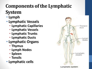Components of the Lymphatic
System
• Lymph
• Lymphatic Vessels
• Lymphatic Capillaries
• Lymphatic Vessels
• Lymphatic Trunks
• Lymphatic Ducts
• Lymphatic Organs
• Thymus
• Lymph Nodes
• Spleen
• Tonsils
• Lymphatic cells
24-
6
 
