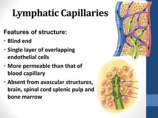 Lymphatic Capillaries
Features of structure:
• Blind end
• Single layer of overlapping
endothelial cells
• More permeable than that of
blood capillary
• Absent from avascular structures,
brain, spinal cord splenic pulp and
bone marrow
24-
9
 