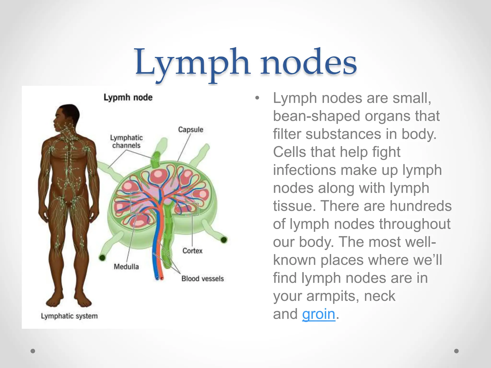Lymph nodes
• Lymph nodes are small,
bean-shaped organs that
filter substances in body.
Cells that help fight
infections make up lymph
nodes along with lymph
tissue. There are hundreds
of lymph nodes throughout
our body. The most well-
known places where we’ll
find lymph nodes are in
your armpits, neck
and groin.
 