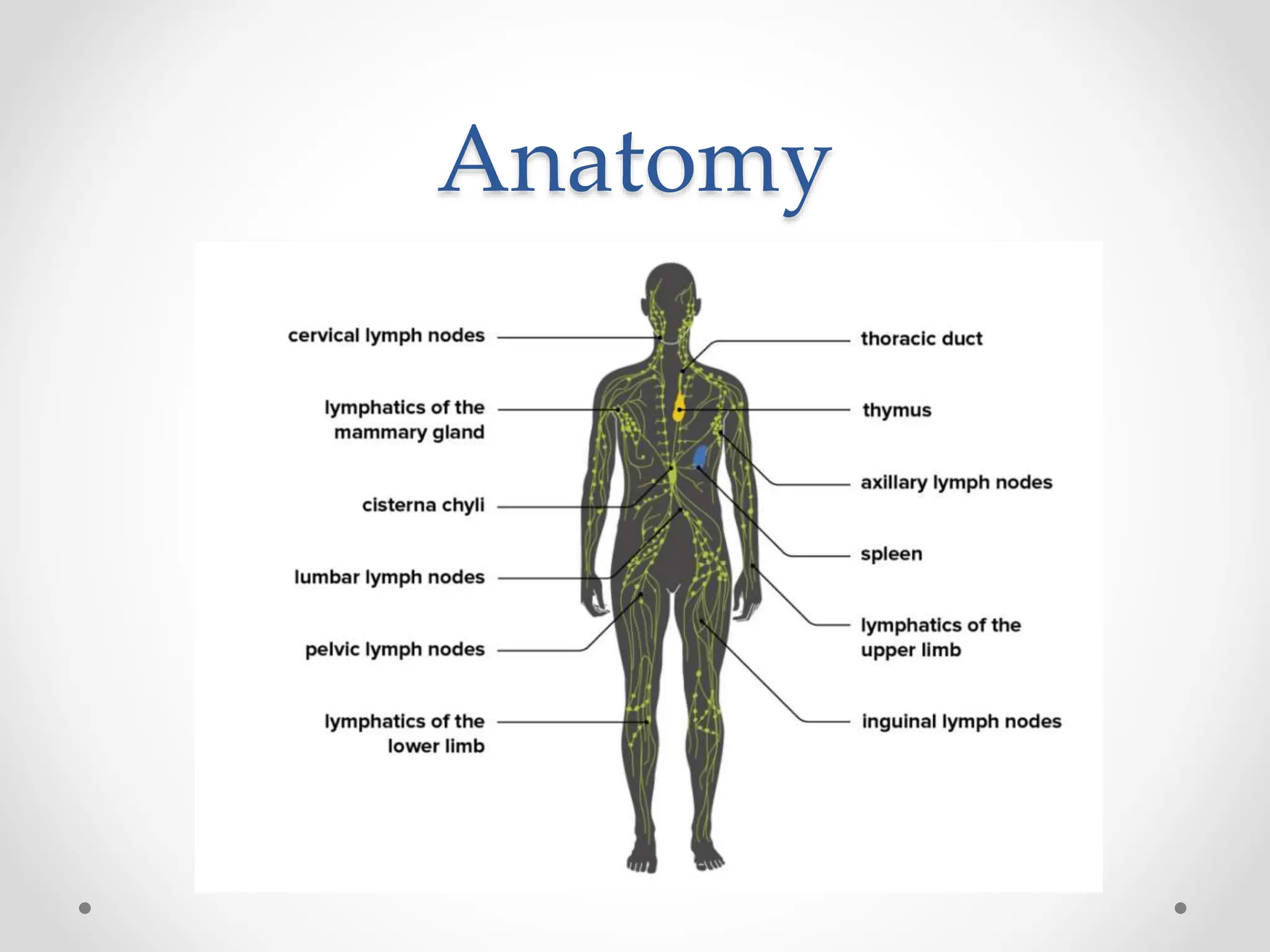 Anatomy
 