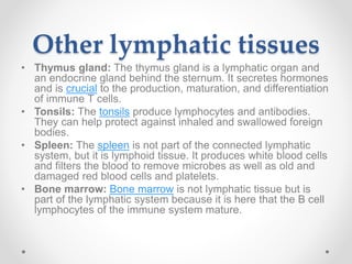 Other lymphatic tissues
• Thymus gland: The thymus gland is a lymphatic organ and
an endocrine gland behind the sternum. It secretes hormones
and is crucial to the production, maturation, and differentiation
of immune T cells.
• Tonsils: The tonsils produce lymphocytes and antibodies.
They can help protect against inhaled and swallowed foreign
bodies.
• Spleen: The spleen is not part of the connected lymphatic
system, but it is lymphoid tissue. It produces white blood cells
and filters the blood to remove microbes as well as old and
damaged red blood cells and platelets.
• Bone marrow: Bone marrow is not lymphatic tissue but is
part of the lymphatic system because it is here that the B cell
lymphocytes of the immune system mature.
 
