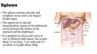 Spleen
• The spleen contains reticular and
lymphatic tissue and is the largest
lymph organ.
• The spleen lies in the left
hypochondriac region of the abdominal
cavity between the fundus of the
stomach and the diaphragm.
• It is purplish in colour and varies in
size in different individuals, but usually
about 12 cm long, 7 cm wide and 2.5
cm thick. It weighs about 200g.
 