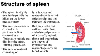Structure of spleen
• The spleen is slightly
oval in shape with the
hilum on the lower
medial border.
• The anterior surface is
covered with
peritoneum. It is
enclosed in a
fibroelastic capsule that
dips into the organ,
forming trabeculae.
• The cellular material,
consisting of
lymphocytes and
macrophages is called
splenic pulp, and lies
between the trabeculae.
• Red pulp is the part
suffused with blood
and white pulp consists
of areas of lymphatic
tissue and where there
are sleeves of
lymphocytes and
macrophages around
blood vessels.
 