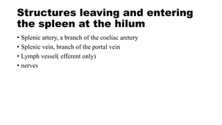 Structures leaving and entering
the spleen at the hilum
• Splenic artery, a branch of the coeliac aretery
• Splenic vein, branch of the portal vein
• Lymph vessel( efferent only)
• nerves
 