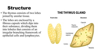 Structure
• The thymus consists of two lobes
joined by areolar tissue.
• The lobes are enclosed by a
fibrous capsule which dips into
their substance, dividing them
into lobules that consists of an
irregular branching framework of
epithelial cells and lymphocytes.
 