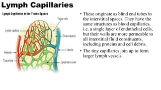 Lymph Capillaries
• These originate as blind end tubes in
the interstitial spaces. They have the
same structures as blood capillaries,
i.e. a single layer of endothelial cells,
but their walls are more permeable to
all interstitial fluid constituents,
including proteins and cell debris.
• The tiny capillaries join up to form
larger lymph vessels.
 