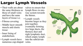 Larger Lymph Vessels
• Their walls are about
the same thickness as
those of small veins
and have the same
layers of tissue i.e;
- Fibrous covering
- Middle layer smooth
muscle and elastic
tissue
- Inner lining of
endothelium.
• Lymph vessels have
numerous cup-shaped
valves to ensure that
lymph flows in one-
way system towards
the thorax.
• Lymph vessels
become larger as they
join together,
eventually forming
two large ducts, the
thoracic duct and
right lymphatic duct,
which empty lymph
into the subclavian
veins.
 