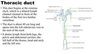 Thoracic duct
• This duct begins at the cisterna
chyli, which is a dilated lymph
channel situated in front of the
bodies of the first two lumbar
verterbrae.
• The duct is about 40 cm long and
opens into the left subclavian vein in
the root of the neck.
• It drains lymph from both legs, the
pelvic and abdominal cavities, the
left half of the thorax, head and neck
and the left arm.
 