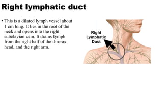 Right lymphatic duct
• This is a dilated lymph vessel about
1 cm long. It lies in the root of the
neck and opens into the right
subclavian vein. It drains lymph
from the right half of the throrax,
head, and the right arm.
 