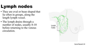 Lymph nodes
• They are oval or bean shaped that
lie often in groups, along the
length lymph vessel.
• The lymph drains through a
number of nodes, usually 8-10
before returning to the venous
circulation.
 