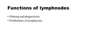 Functions of lymphnodes
• Filtering and phagocytosis
• Proliferation of lymphocytes
 