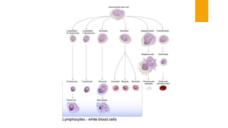 Limf Body Lymphatic System of Human Body by Dr. Rabia Inam Gandapore.pptx