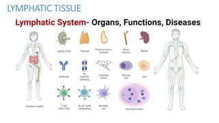 LYMPHATIC SYSTEM POWERPOINT PRESENTATION | PPTX