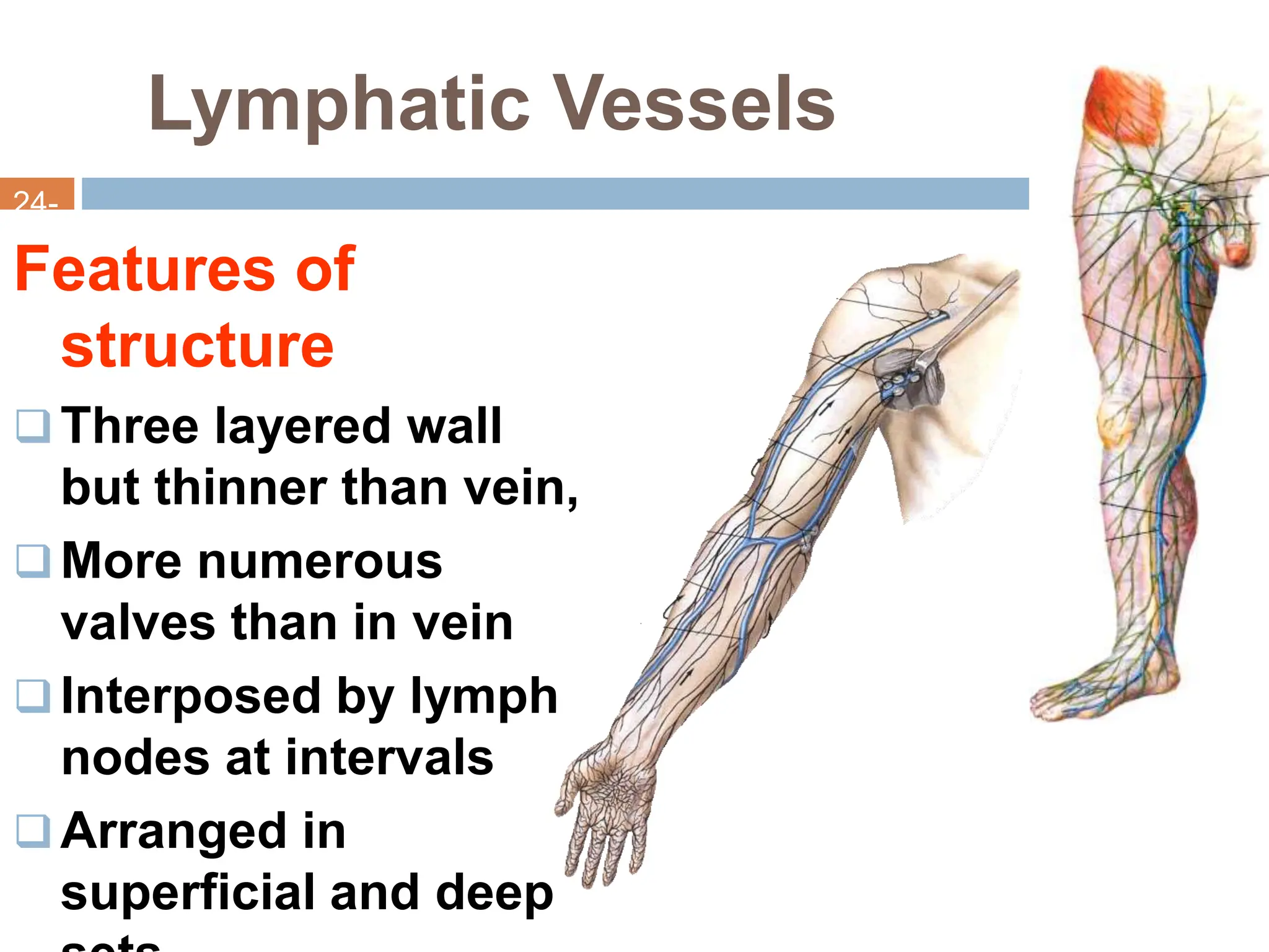 Anatomy of The lymphatic system of the human body. | PPTX